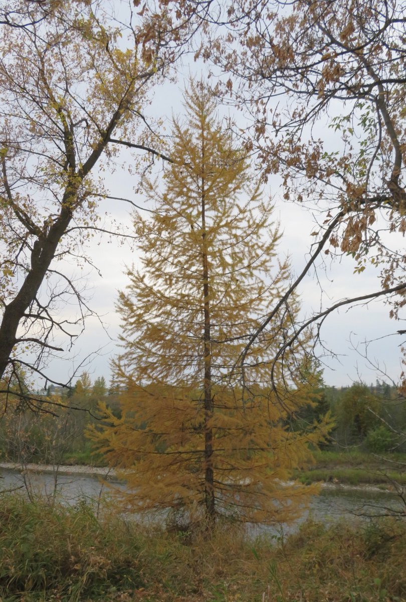 hapandcarol's tweet photo. #HAPPINESS is wondering if the Tamarack tree is deciduous or coniferous since it has needles but changes color in the fall and loses its needles. Actually it is a deciduous conifer. #tamaracktree #deciduous #coniferous https://t.co/xMijlhfNxR