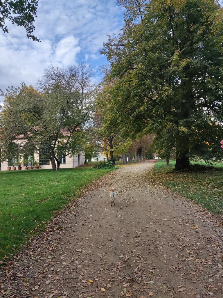 DeankoGolden's tweet photo. #dogs #Outdoors #CzechRepublic #veltrusy #doglovers #weekendvibes https://t.co/JbaqrOX7jU