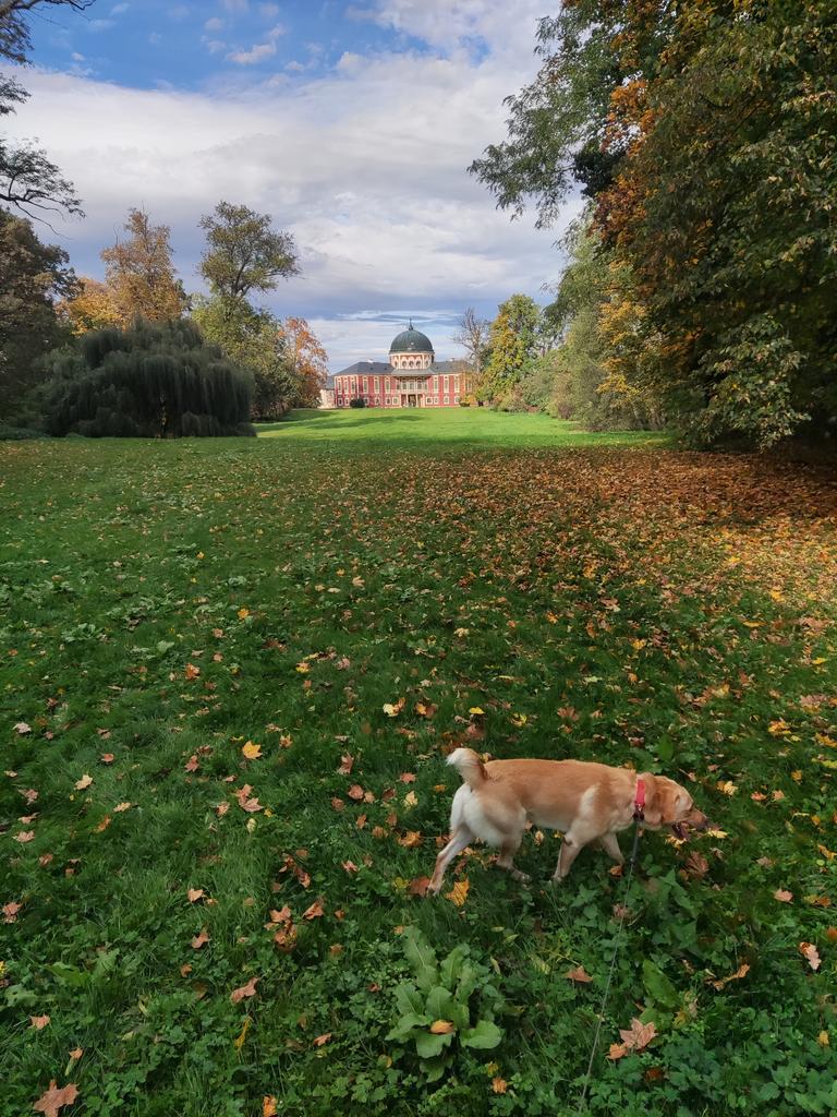 DeankoGolden's tweet photo. #dogs #Outdoors #CzechRepublic #veltrusy #doglovers #weekendvibes https://t.co/JbaqrOX7jU