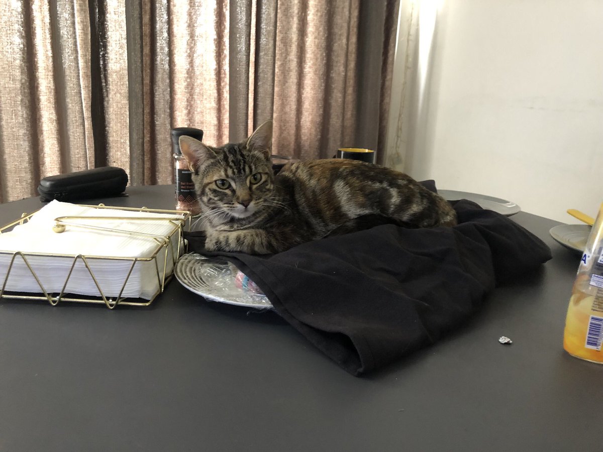 JWFollinCh's tweet photo. Porfa un RT.
Estoy buscando a mi gatita (Francis) se perdió ayer en la madrugada en Brisas de Kennedy II #Rancagua Sector Norte.

Tiene 10 meses, es rescatada y aún no tiene chip. 

Si alguien la ve comunicarse al whatsapp +56951124573 porfa. Muchas gracias https://t.co/WLTBUPWagQ