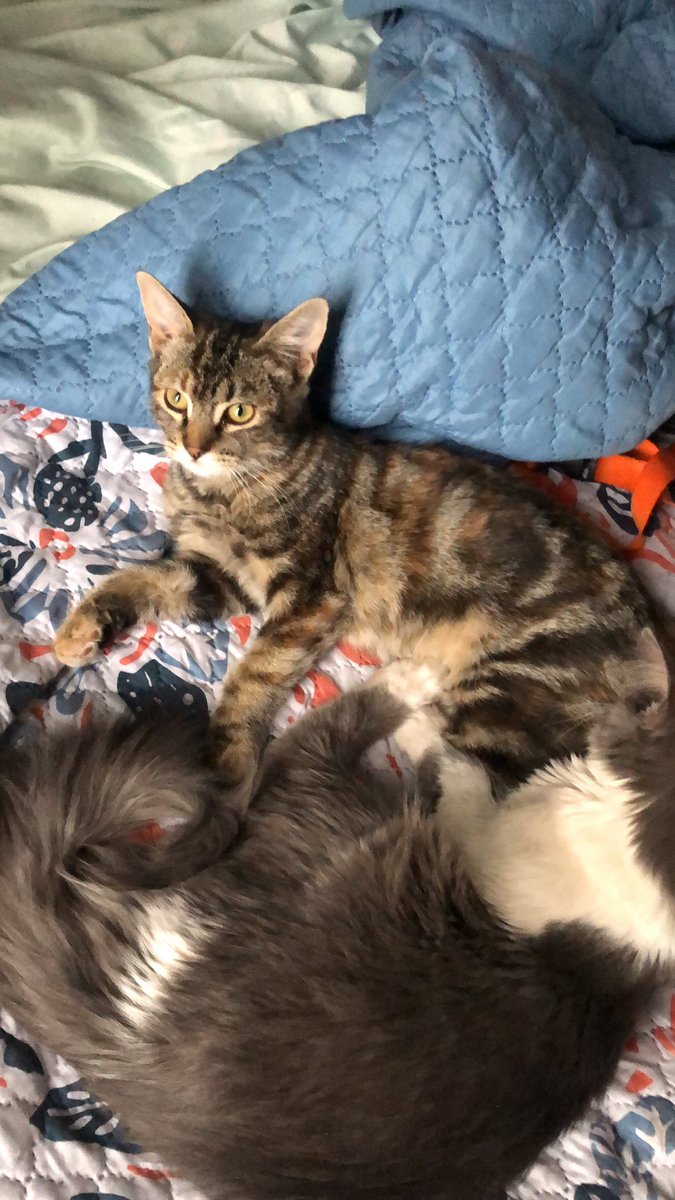 JWFollinCh's tweet photo. Porfa un RT.
Estoy buscando a mi gatita (Francis) se perdió ayer en la madrugada en Brisas de Kennedy II #Rancagua Sector Norte.

Tiene 10 meses, es rescatada y aún no tiene chip. 

Si alguien la ve comunicarse al whatsapp +56951124573 porfa. Muchas gracias https://t.co/WLTBUPWagQ