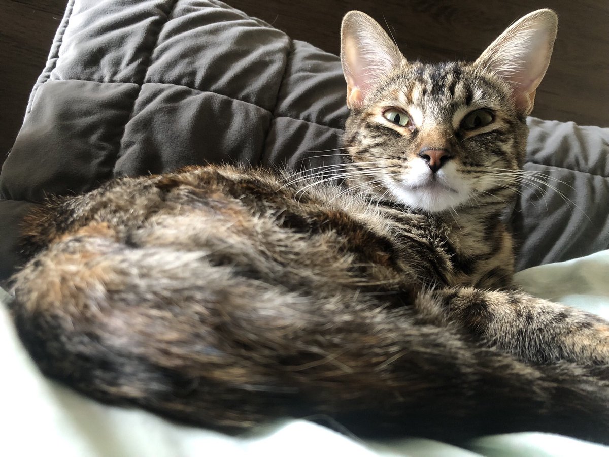 JWFollinCh's tweet photo. Porfa un RT.
Estoy buscando a mi gatita (Francis) se perdió ayer en la madrugada en Brisas de Kennedy II #Rancagua Sector Norte.

Tiene 10 meses, es rescatada y aún no tiene chip. 

Si alguien la ve comunicarse al whatsapp +56951124573 porfa. Muchas gracias https://t.co/WLTBUPWagQ