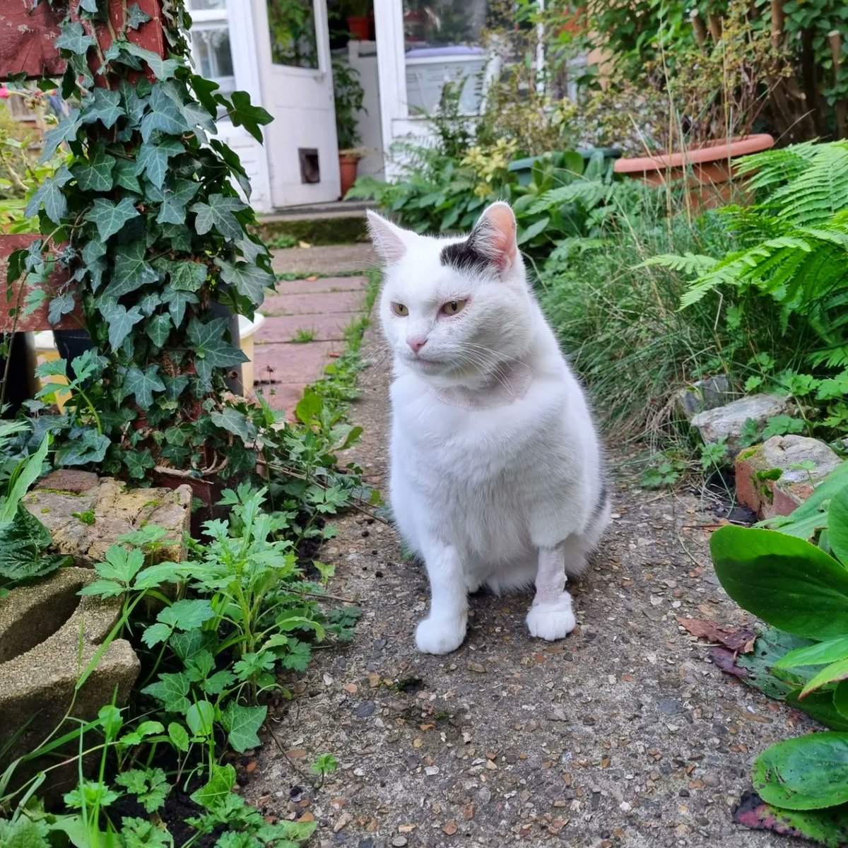 ScaredyCatCW's tweet photo. Today the stitches came off my leg so I'm allowed outside on my own for the 1st time in ten days ... Yay! ... The Hooman thought I was going to run away but I'm just chilling ... 😺🍂🍁🍃 #Cat #CatsOfTwitter #Scaredy https://t.co/AYcTRonU2g
