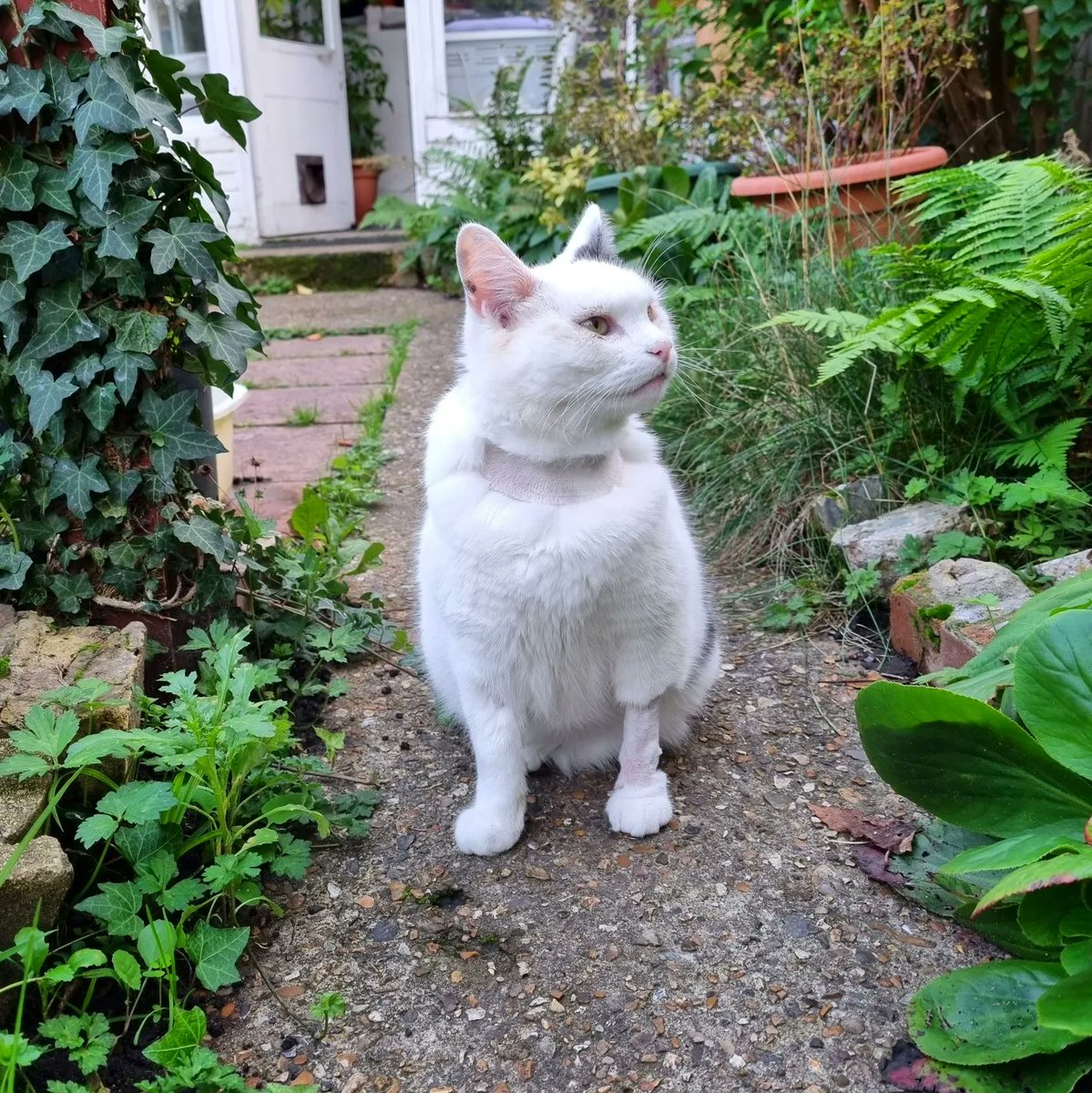 ScaredyCatCW's tweet photo. Today the stitches came off my leg so I'm allowed outside on my own for the 1st time in ten days ... Yay! ... The Hooman thought I was going to run away but I'm just chilling ... 😺🍂🍁🍃 #Cat #CatsOfTwitter #Scaredy https://t.co/AYcTRonU2g