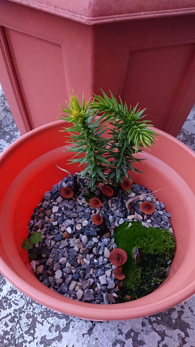 Unexpected mushroom crop on the balcony forest floor