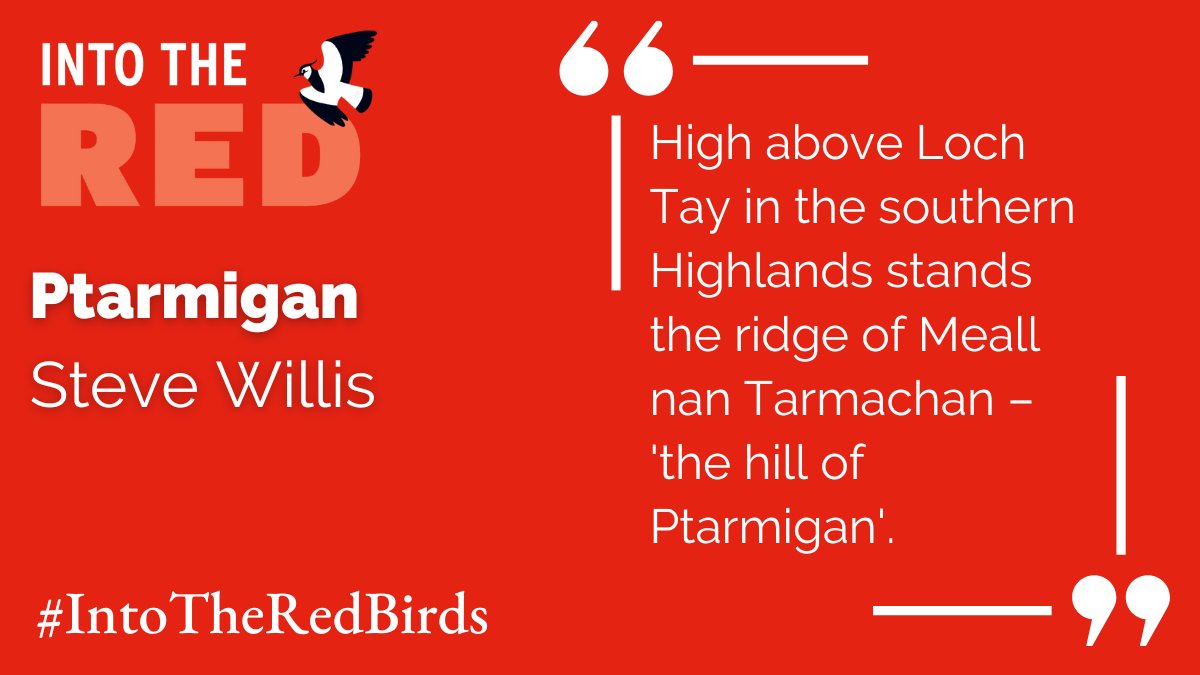 'High above Loch Tay in the southern Highlands stands the ridge of Meall nan Tarmachan – ‘the hill of the Ptarmigan’.' BTO Scotland's Steve Willis has written about Ptarmigan for @_BTO's new book, Into the Red! 📕 Order your copy of #IntoTheRedBirds 👉 bto.org/intothered