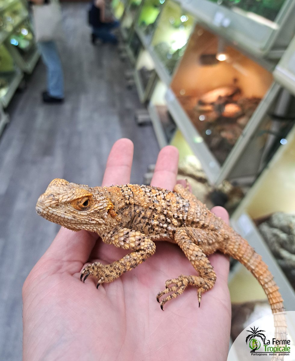 FermeTropicale's tweet photo. Stellagama stellio est un bel agame, qu'il sera intéressante de maintenir dans un grand terrarium rocailleux avec un décor fourni, étant une espèce très active et qui grimpe avec agilité. 
 
Spécimens de la sous-espèce brachydactyla disponibles : https://t.co/mSeEtyp8vR https://t.co/DMBTQ7VM4u