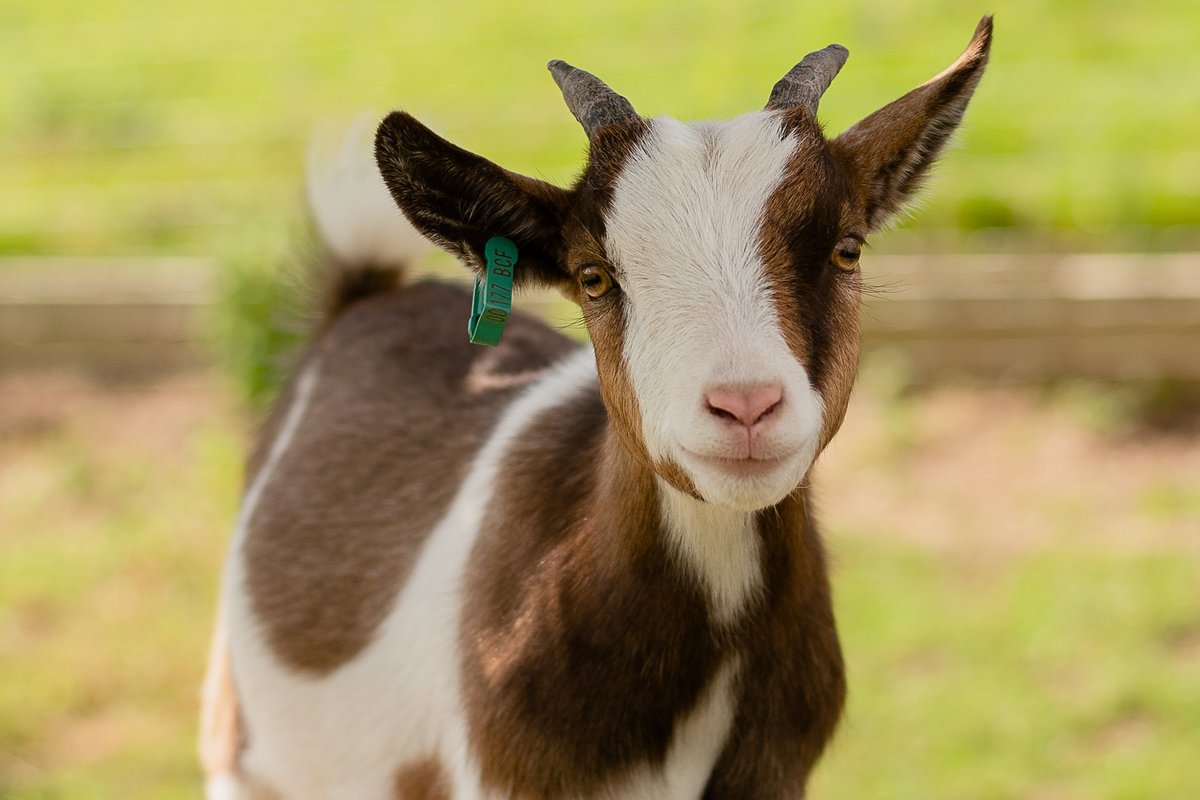 Bath City Farm tweet media