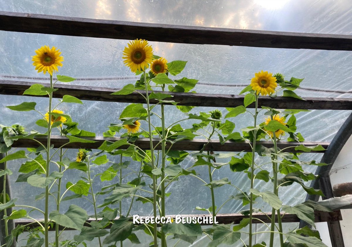 QuesnelRotary's tweet photo. #Veseys
#SunflowersForUkraine 🌻 https://t.co/WjzrG20uDq