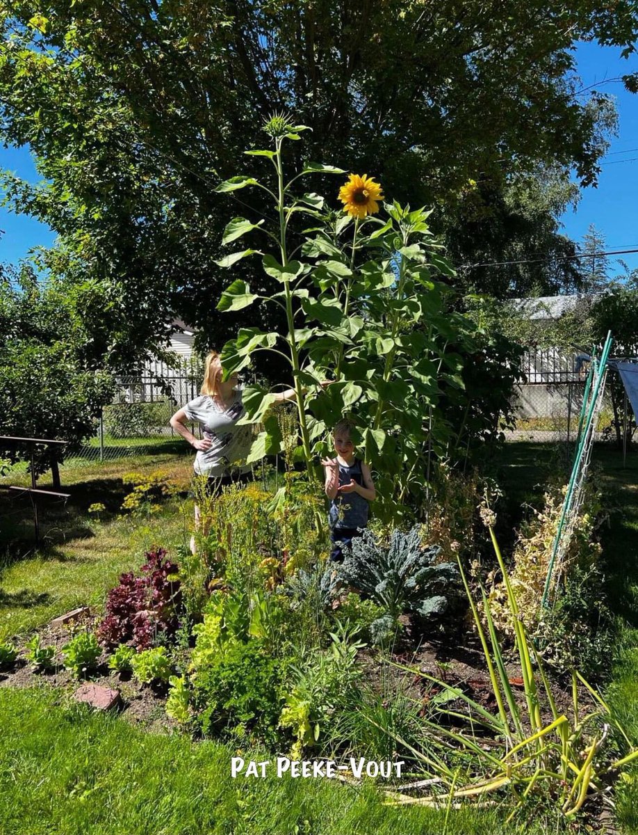 QuesnelRotary's tweet photo. #Veseys
#SunflowersForUkraine 🌻 https://t.co/jGm5ULgElL