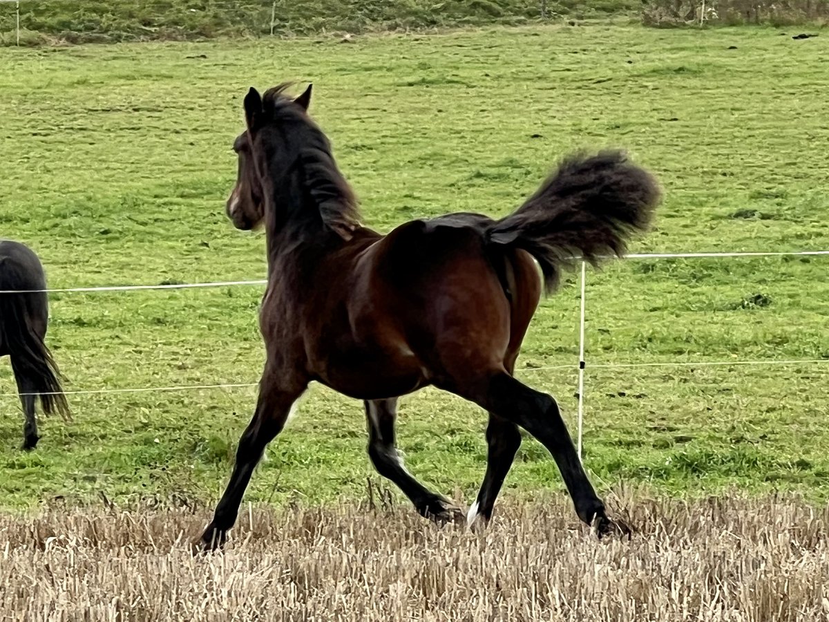 MStinemb's tweet photo. Frøyu Gudrun til salgs! 🤩 https://t.co/mqawVZzKtJ https://t.co/3e260krzJ1