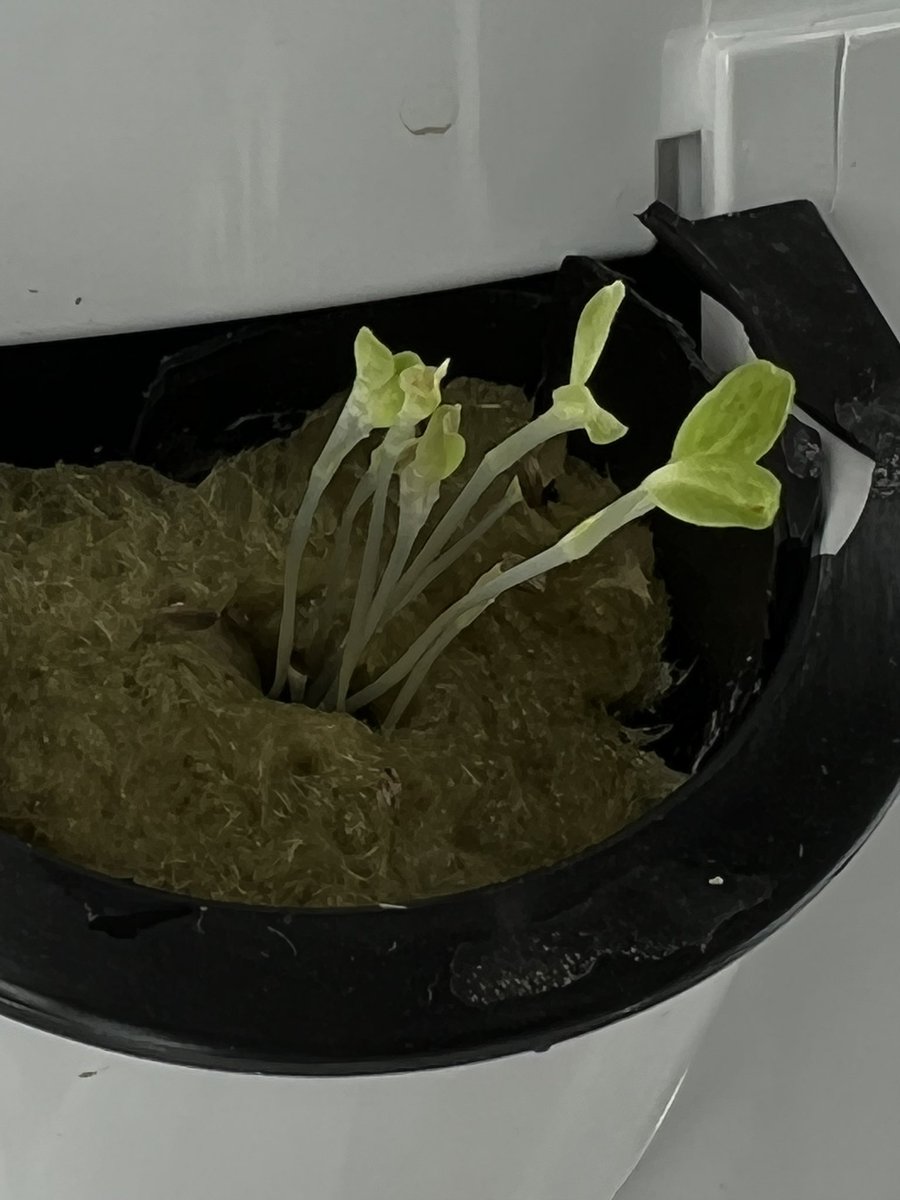 The tower garden has been planted <a href="/EMPSEagles/">Ellwood Memorial P.S</a> Lettuce, parsley, basil and thyme. Watch them grow.