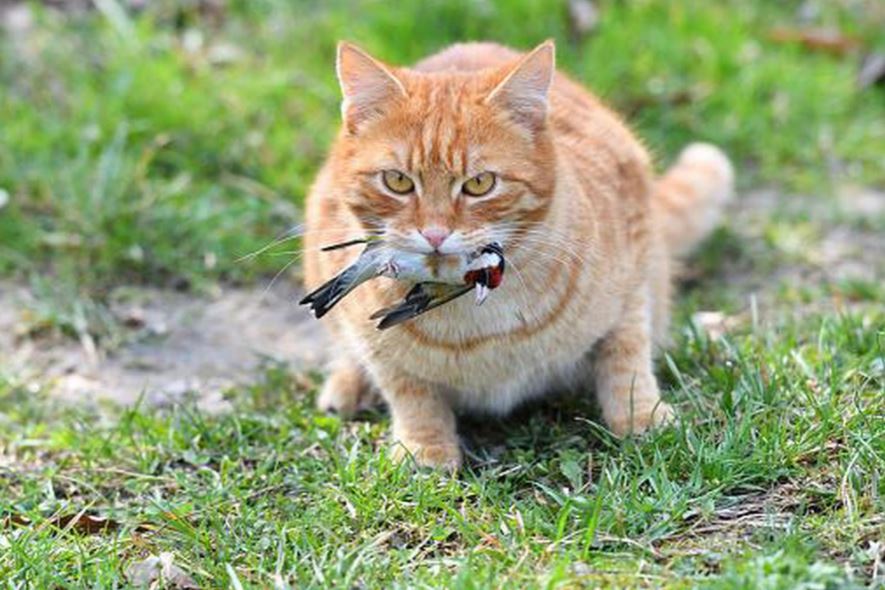ecogallego's tweet photo. Adoro a los gatos. Pero cuando campan a sus anchas son una grave amenaza para la biodiversidad, sobre todo para los pájaros. Por eso, si amas a los animales, haz el favor: controla a tu gato!!! https://t.co/rM1ABaRgEK