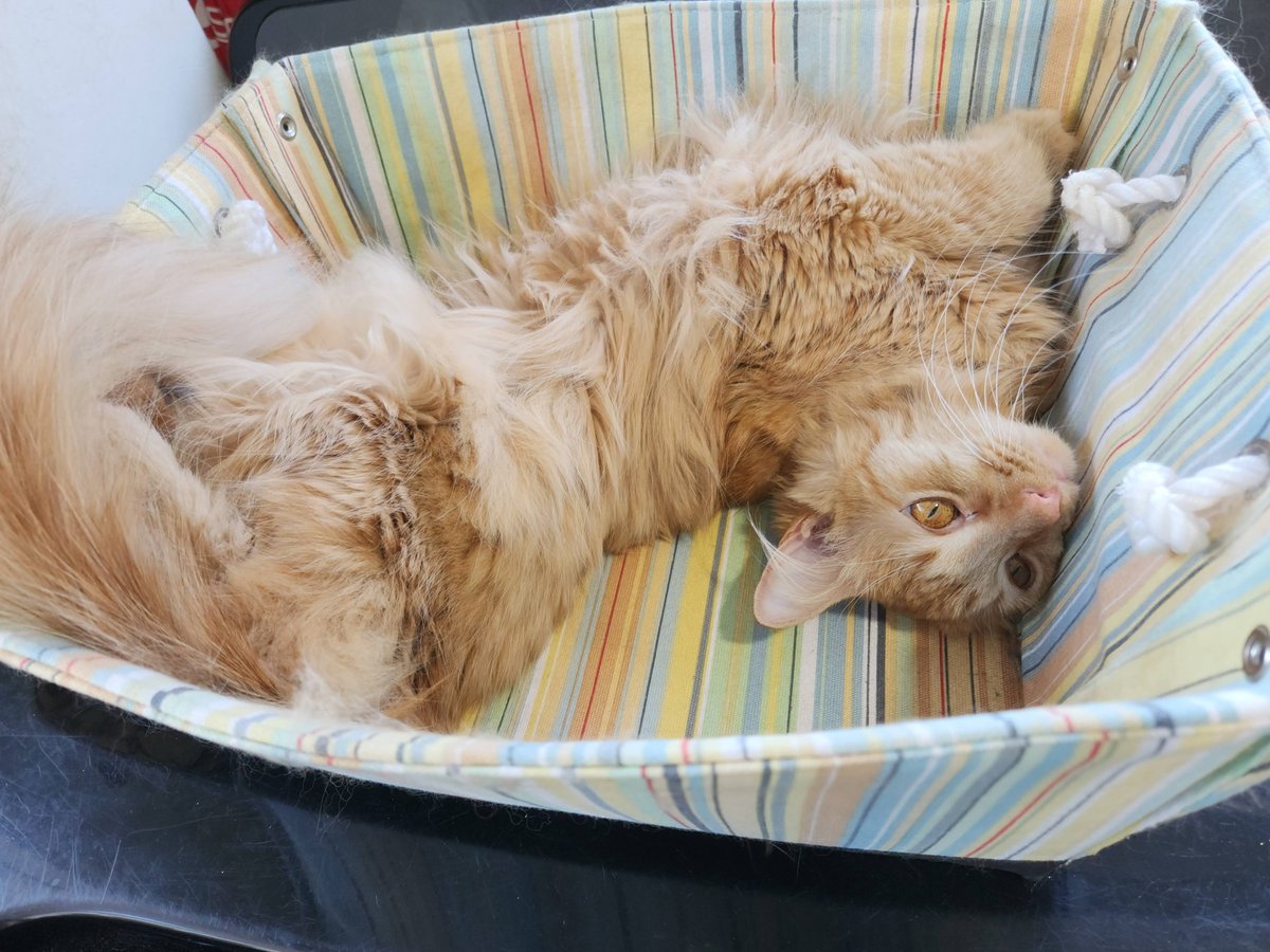 TheDailyFreya's tweet photo. completely normal position, nothing to see here

#CatsOfTwitter https://t.co/6PgY7UaDTK
