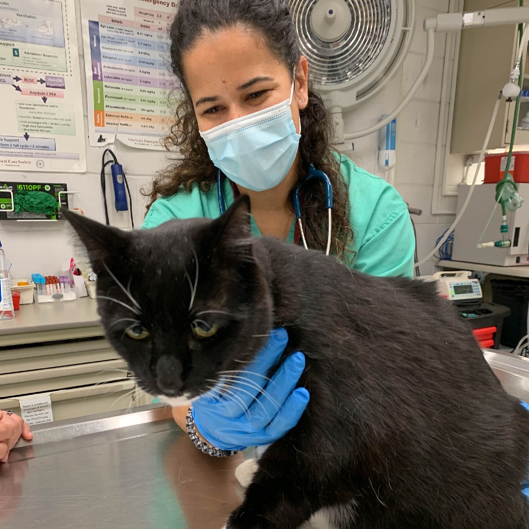 umnCVM's tweet photo. This week we are honoring our excellent #umnVMC Vet Techs! Be sure to thank your vet tech. We couldn’t provide your pets the wonderful care they deserve without the incredibly talented and dedicated team here at the VMC. Thank you to all our incredible vet techs! https://t.co/OClKkbLnQE