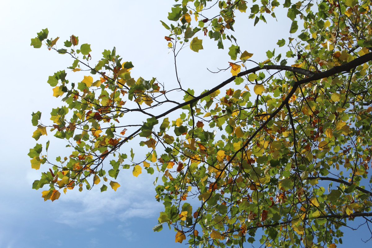It has been a dry fall season 🍂 My weather station recorded 1.05 inches of rain so far this month. In October 2021, it recorded 7.05 inches of rain. #data #DataScientist #nature #phenology #fall #weather #October