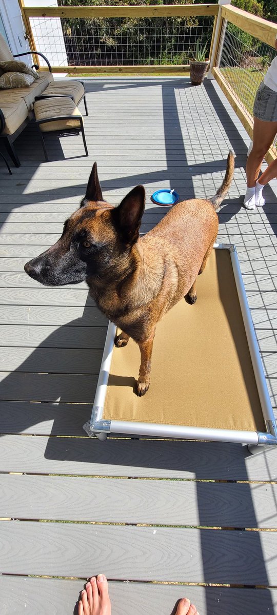 MalinoisThe's tweet photo. @Kuranda @pistolpezz got me this awesome new bed.
Just chilling listening to waves https://t.co/8RHlM829Rv