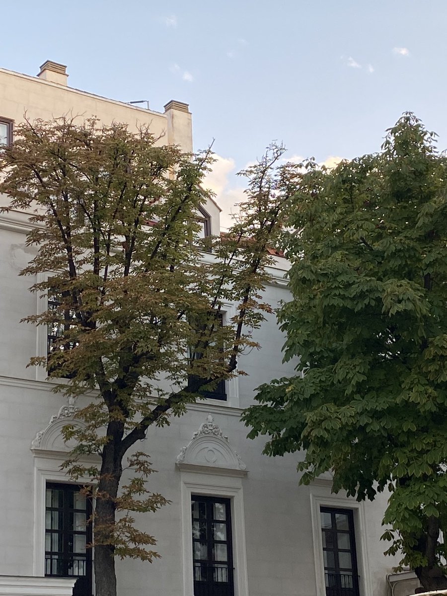 Red_de_Bomen's tweet photo. Wat denk je? De linker boom is ombouwd door een serre en de rechterboom staat in de volle grond! 🌳🌳🌳#klimaatadaptatie #klimaatverandering #zorggoedvoorgroen #boombehoud #groenindestad https://t.co/ON1QZcA39L