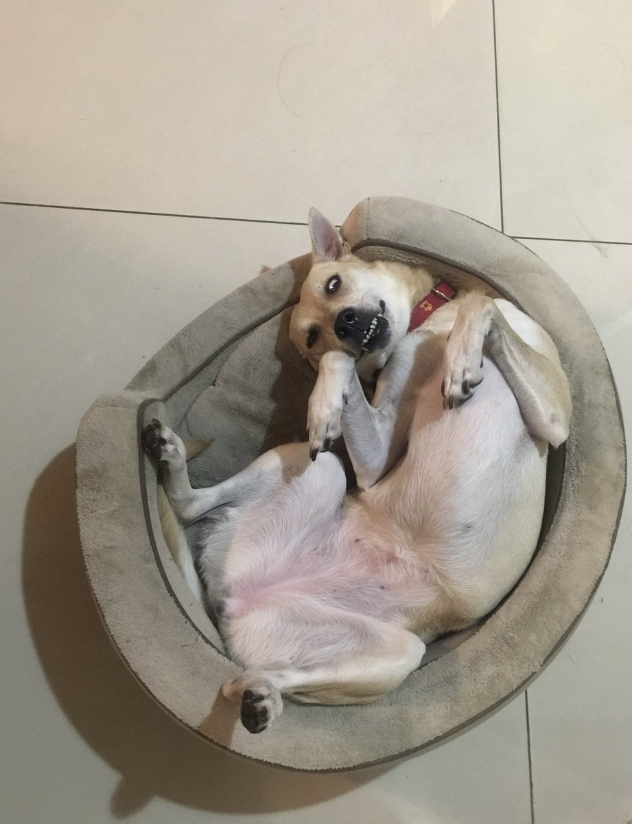 GraceMeng18's tweet photo. 我家狗www
附上原圖
感謝繪師音軌🤣 https://t.co/ueiZZpYWHX