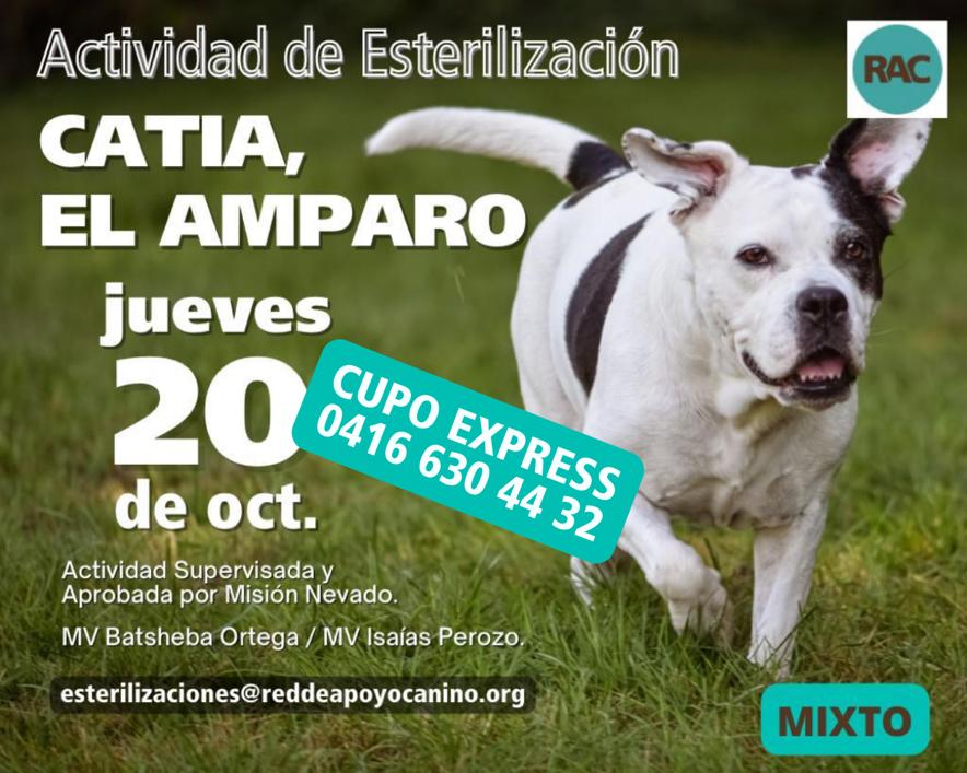 apoyocanino's tweet photo. El jueves esterilizamos en Catia y aún  disponemos de Cupos en perros y gatos. Puedes solicitar más información y reservar vía telefónica. https://t.co/SqsV5fK0VN