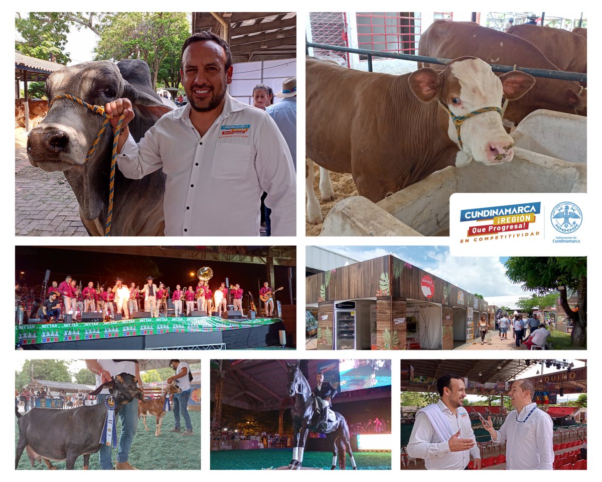 SeCompetiCundi's tweet photo. ¡Ayer finalizó con éxito nuestra #FeriaEquina y #ganadera de #ExpoCundinamarca2022!
Con exposiciones #equinas, #bovinas, #ovinas y #caprinas; muestras comerciales, conciertos y entretenimiento familiar finalizó la 4ta versión de esta #feria.
¡Gracias a todos los asistentes! https://t.co/AqX19V84aL