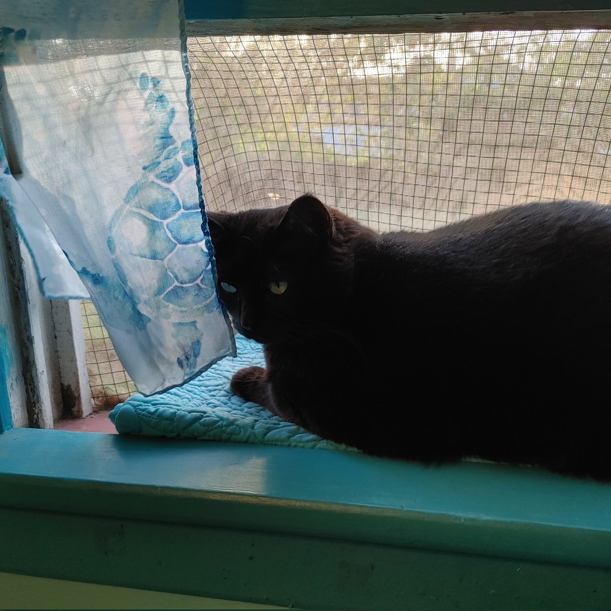 #kittyloafmonday hey all im fine but mom is a slacker we are trying to get on more! Luv ya all