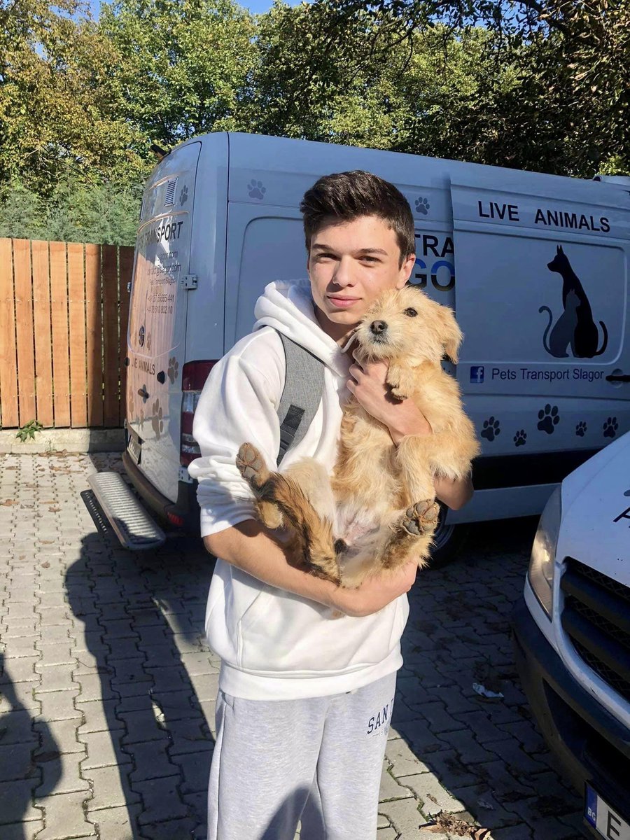 Otis who overcame parvo &amp; being hit by a car &amp; left with broken legs is now on his way to the UK from Macedonia. Safe travels little one <a href="/cuddly/">♡</a> #dog #animalvoice #dogs #Survivor