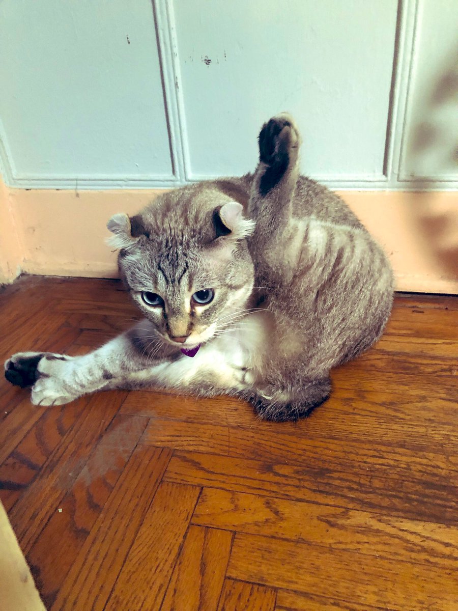 Brewskiethecat's tweet photo. #kittyloafmonday sometimes you just gotta lick your loaf. Just saying 😹#CatsofTwittter #polydactylcat #cutecat #catlove #cleancat https://t.co/by0XtMc9x5