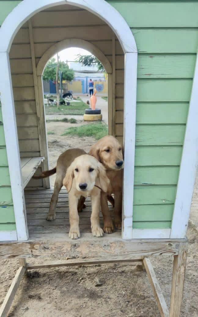 How adorable are two of our golden pups who we rescued from a pet store where they were kept in bird cagses out in the heat with no food or water in Egypt. So good to see them exploring and playing like all puppies should. #goldenretriever #goldenretrieverpuppy <a href="/welovecuddly/">CUDDLY</a>