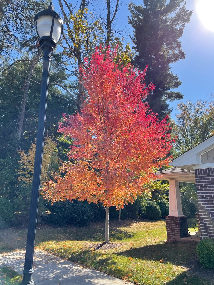 Forest Springs HC tweet media