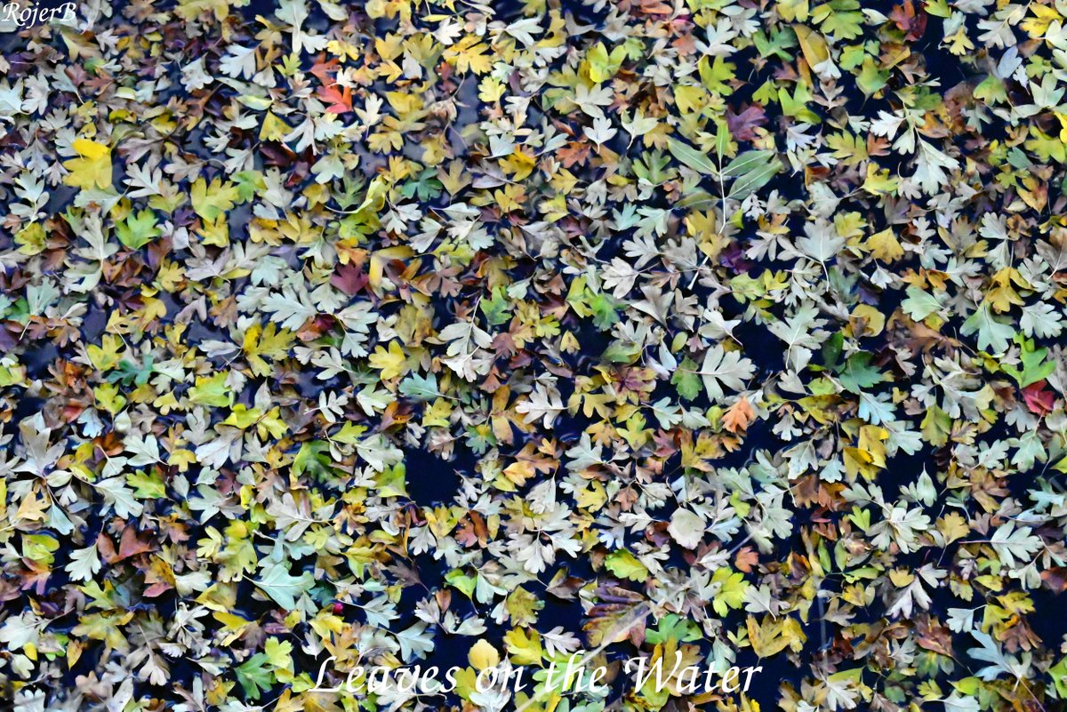 rojertb's tweet photo. Autumn's fallen leaves floating on the canal https://t.co/riKqHMHs2B