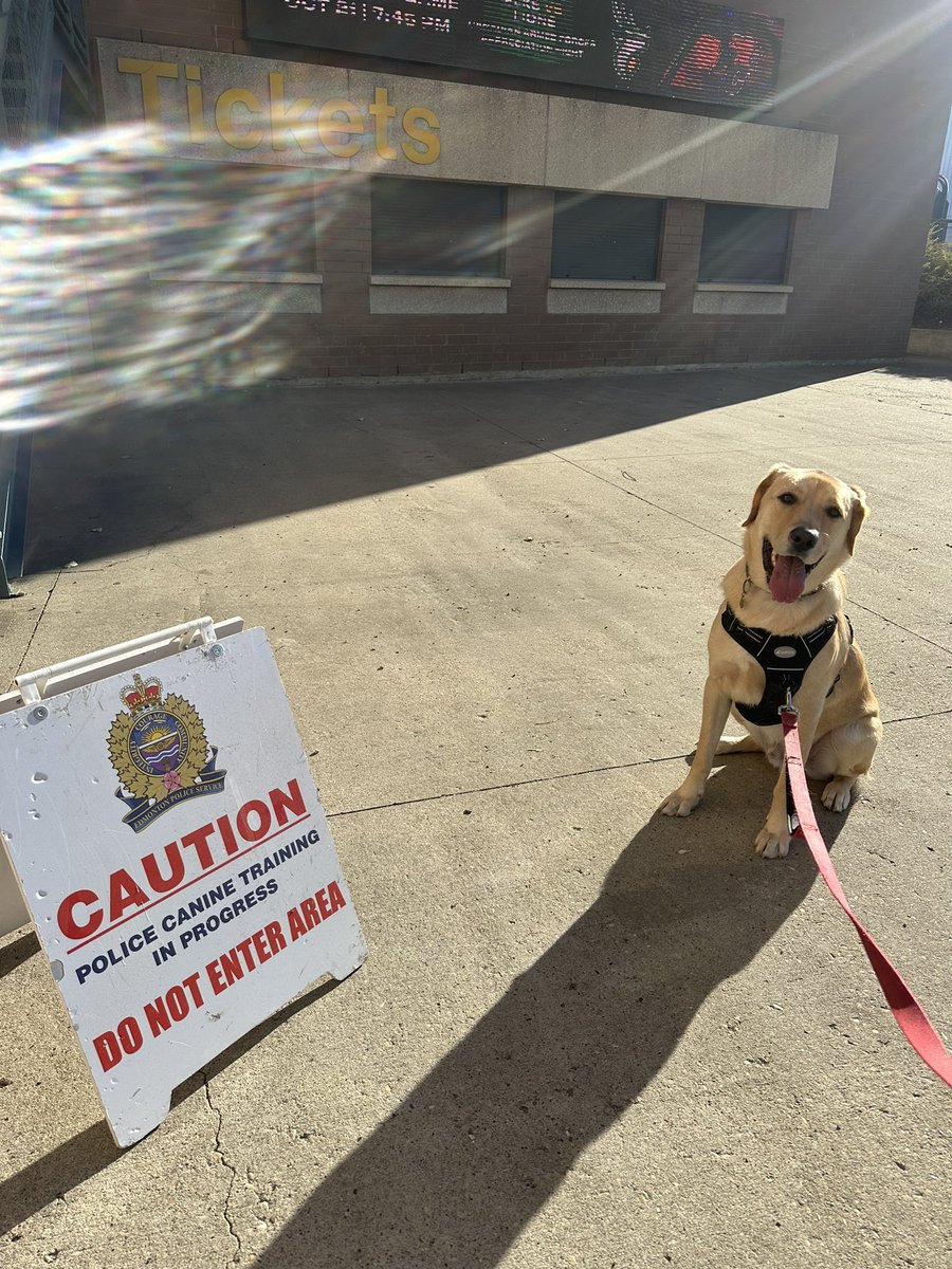 Newest recruit <a href="/JoinEPS/">EPS Recruiting Unit</a> ? Tucker loves car rides and listens kinda well. You should know though that he doesn’t run fast, has never bitten a soul, and would need several nap breaks per shift. Would look great in uniform.