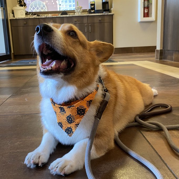 My dad got with a bath!
#Corgi #CorgiCrew #dogsoftwitter