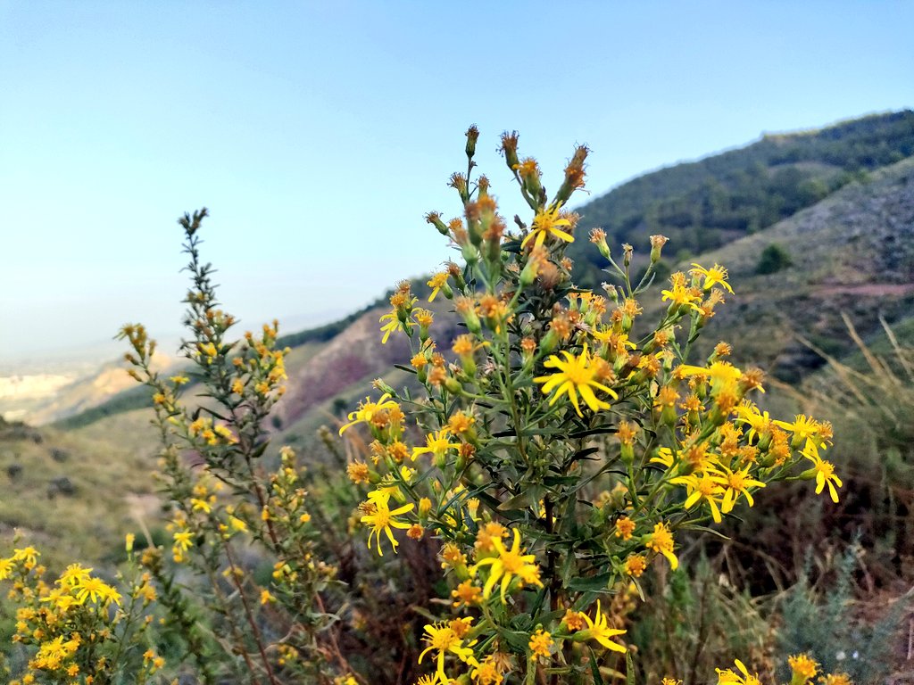 jfraladevesa's tweet photo. Esto se ha ido de las manos.
Esta tarde el Cejo de los enamorados de #Lorca con un contraste bestial de las cuatro estaciones del año.
Primavera, invierno, otoño y verano.
Brutal. https://t.co/pDir2W9owM