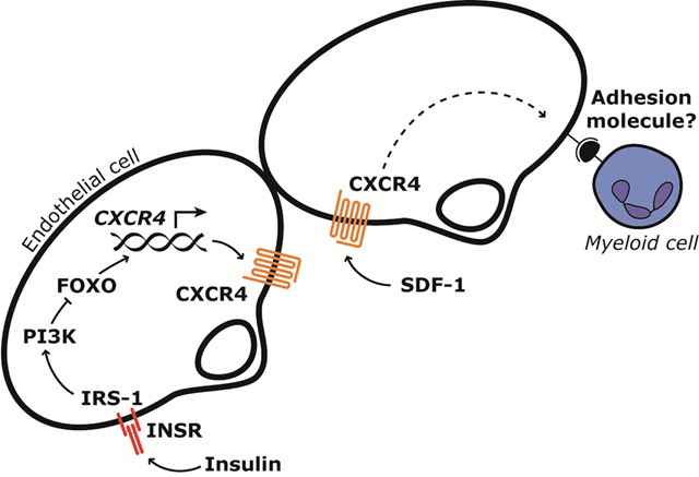 MultispanGPCR's tweet photo. Improving insulin signaling in endothelial cells or inhibiting endothelial #CXCR4 may reduce immune cell recruitment to the vascular wall or tissue parenchyma in insulin resistance and thereby help prevent several vascular complications. #Multispan #GPCR https://t.co/zqXNSWhrJf https://t.co/v4E4qMtvqn