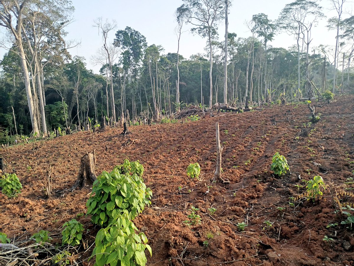 shaggyabilu's tweet photo. Deforestation threatens the sustainability of our biodiversity and hinders climate adaptation. https://t.co/XlJ1GqUxwv