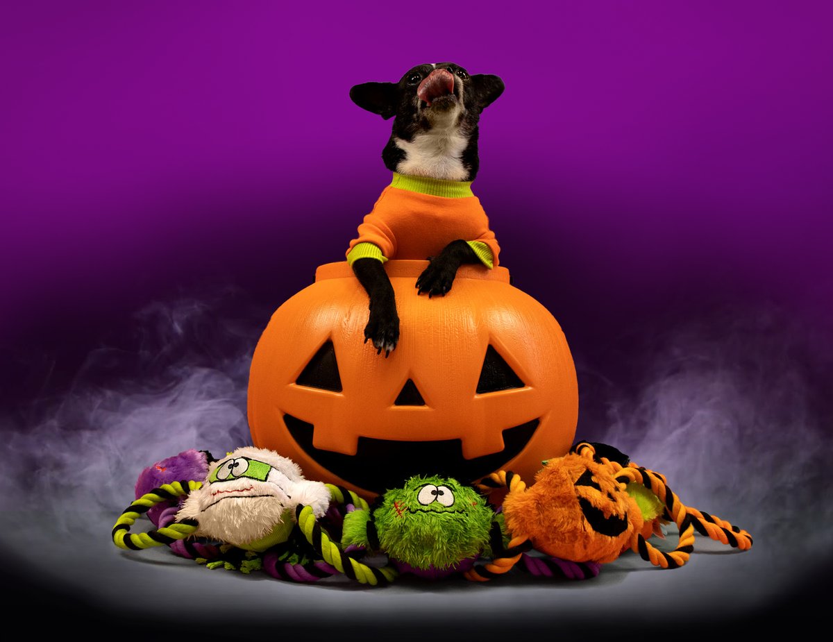 The annual Jolly Pets Jolly Howl-O-Ween #costumecontest is back!

Dress up your #pup in their #spooky best for a chance to win some Jolly Pets toys. ⚽🦴

Enter Here - bit.ly/3gdErga

#dogsoftwitter #contest #halloween #petcostume