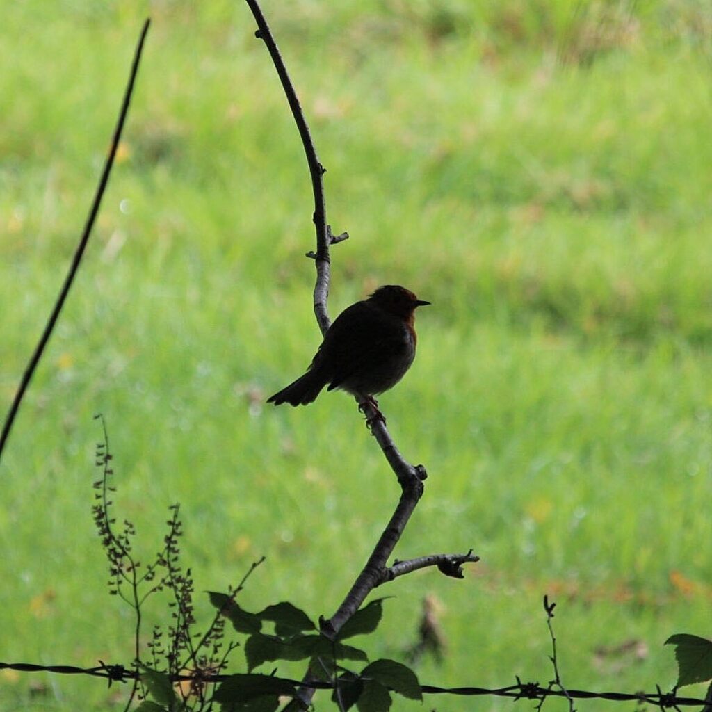 penfolder's tweet photo. a robin in the shadows
#robin #birdphotography #birds #nature #wildlife #rspb #woodlands #woodlandbirds #naturephotography #birdwatching #bird_brilliance #birdlovers #wildlifephotography #ukwildlife #birdsofinstagram #rspb #rspb_love_nature #bbcspringw… https://t.co/5aee36hAKo https://t.co/ABuFw0jc3k