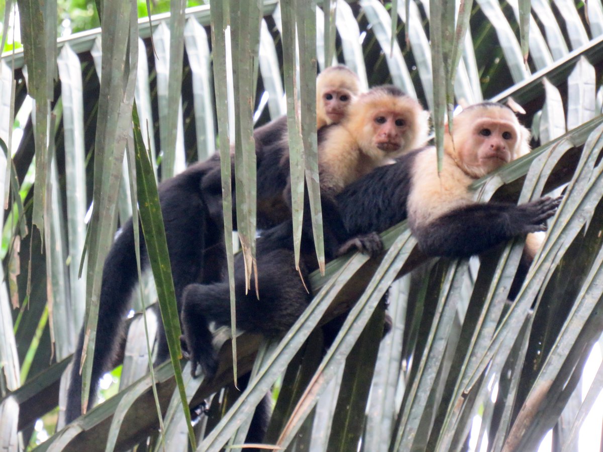 In their new study of #primate #taxonomy, Creighton et al. find no support for the hypothesis that taxonomic splitting causes lineages to be listed as more imperiled - read the paper for FREE via …lpublications.onlinelibrary.wiley.com/share/YJP9XUWQ… @M_J_Creighton @WileyEcolEvol