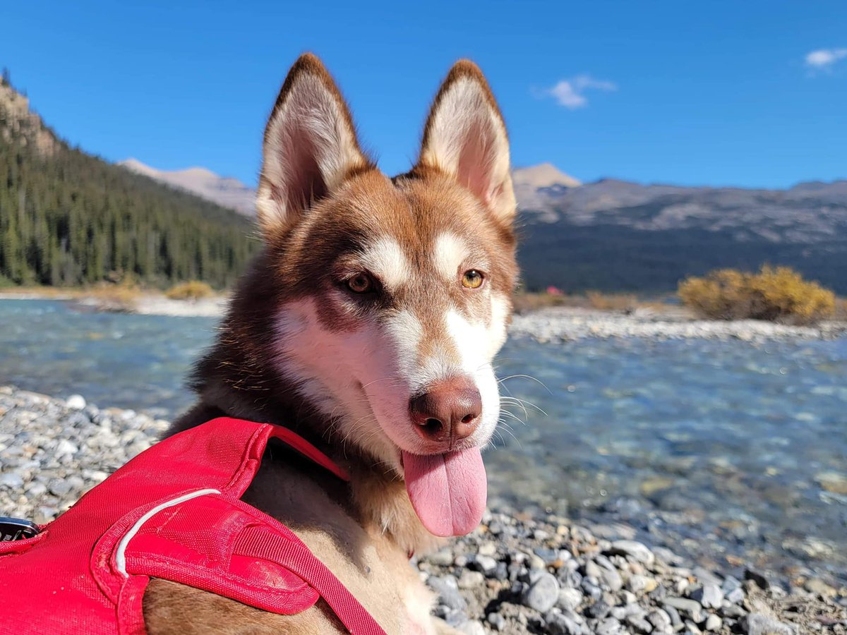 Who says a special needs dog who was dumped in the dessert of Egypt can not enjoy the Canadian mountains. Whiskey is now loving life in Canada &amp; enjoys camping &amp; hiking with his person. #husky #huskytwitter #Canada <a href="/BARCrescue/">BARC</a>