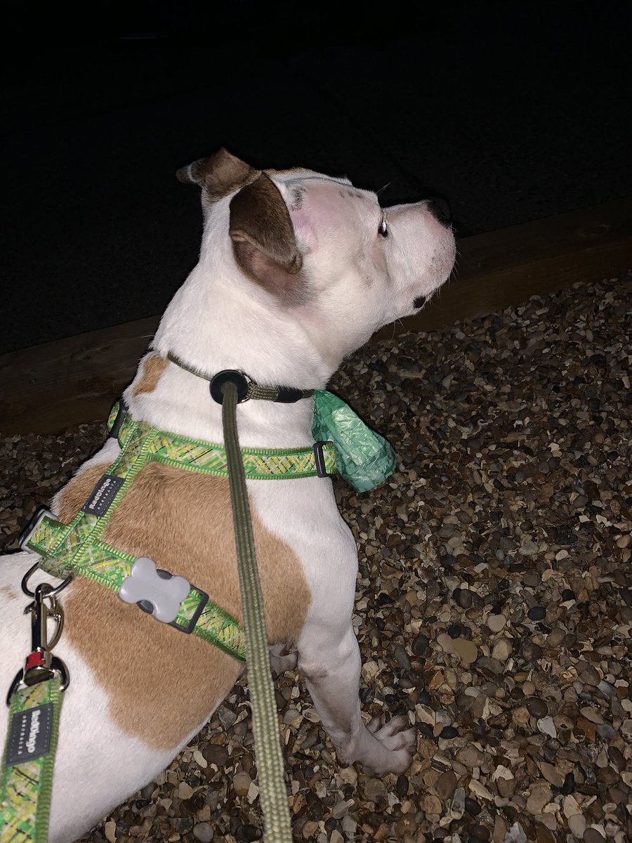 dotslondon's tweet photo. I can smell my mummy!

Bull pig who we homed to a lovely family a year back came to stay with us for a few days whilst his PAW-ents had a trip.We encourage our adopters to let their dogs stay with us whilst away as they are use to us,our routine &amp; care.

Bullpig just left us 🧡 https://t.co/VmWDEFb1dI