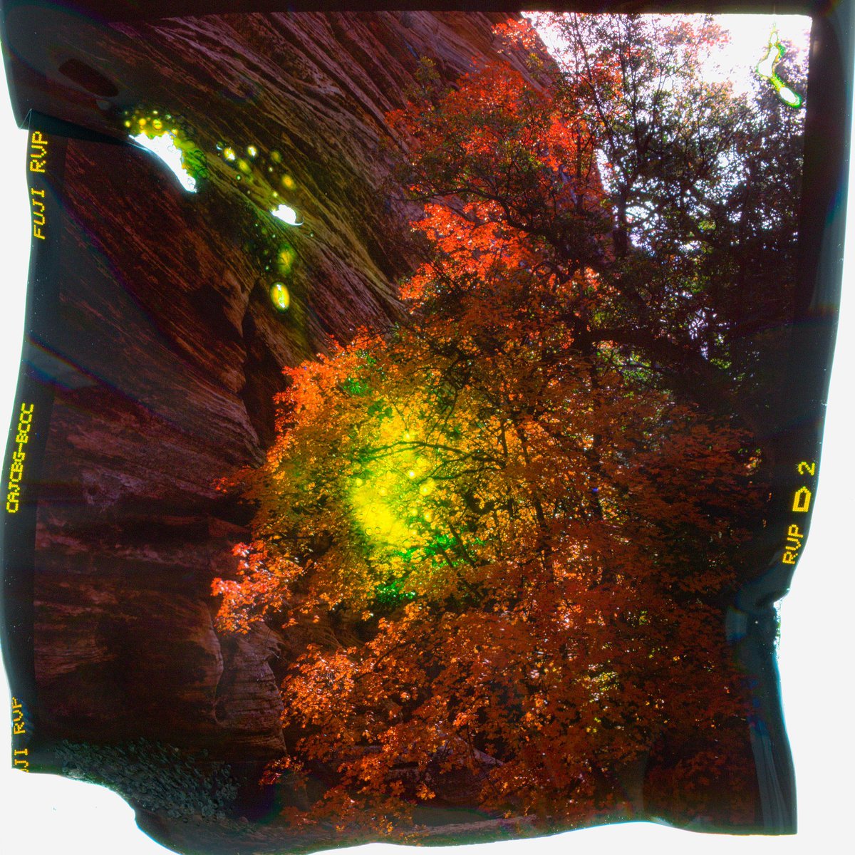 DucoteDominick's tweet photo. A mixture of autumnal film photographs https://t.co/UXCxN7o1iE