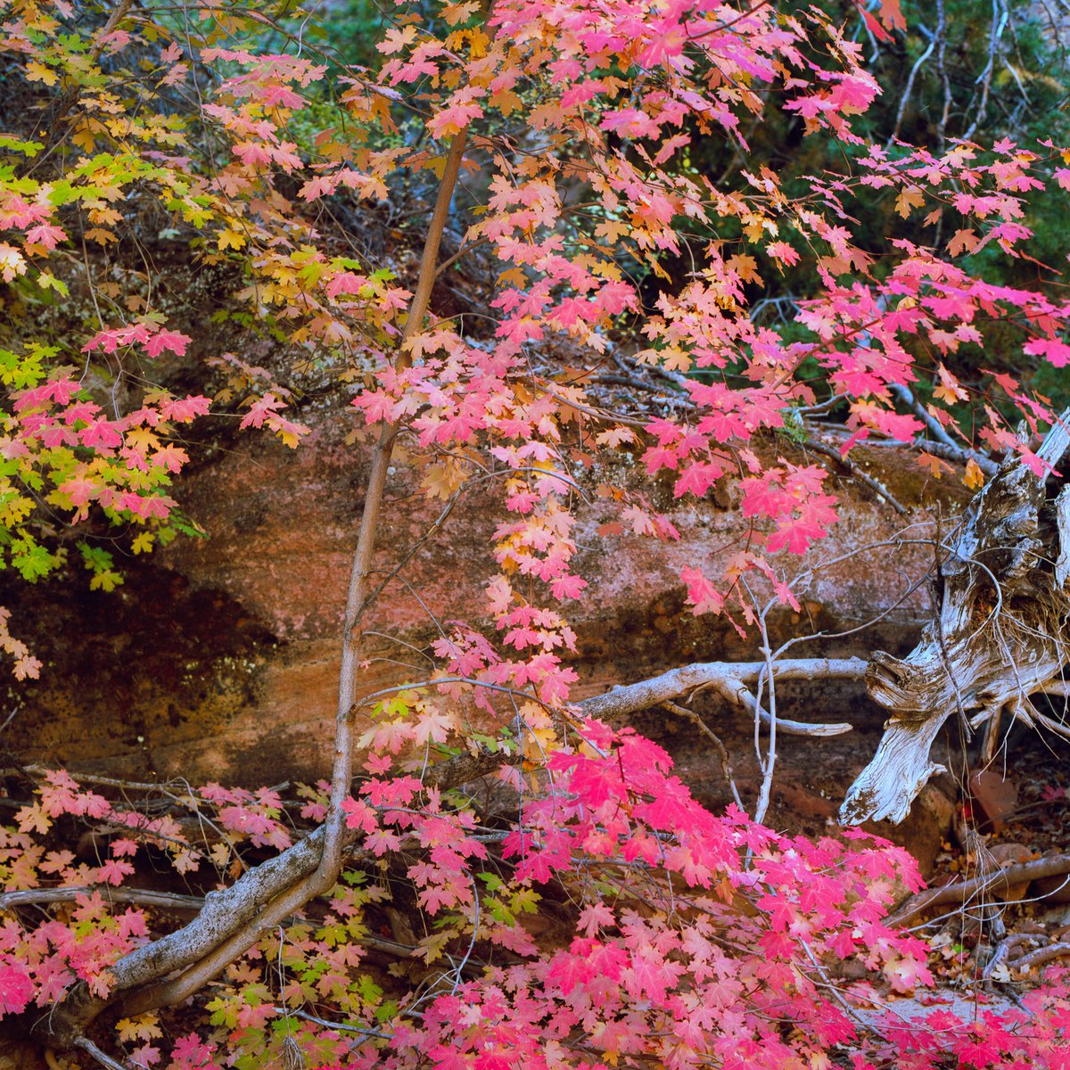 DucoteDominick's tweet photo. A mixture of autumnal film photographs https://t.co/UXCxN7o1iE