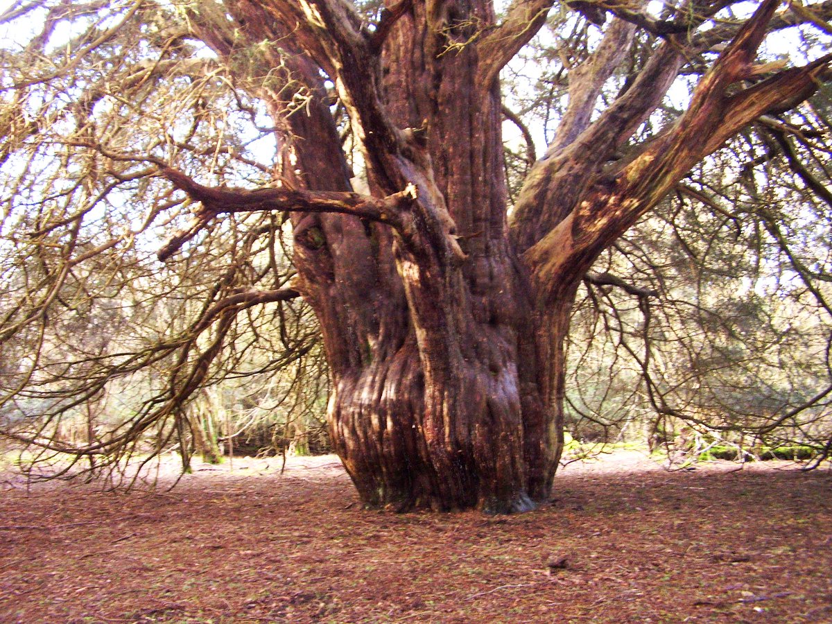 The race is on to find what lies behind ancient yew trees’ mystery decline. Tree-ring research is underway to discover why some of the extraordinarily old and valuable yew trees growing within Newlands Corner on the North Downs have died.
tinyurl.com/265336jf