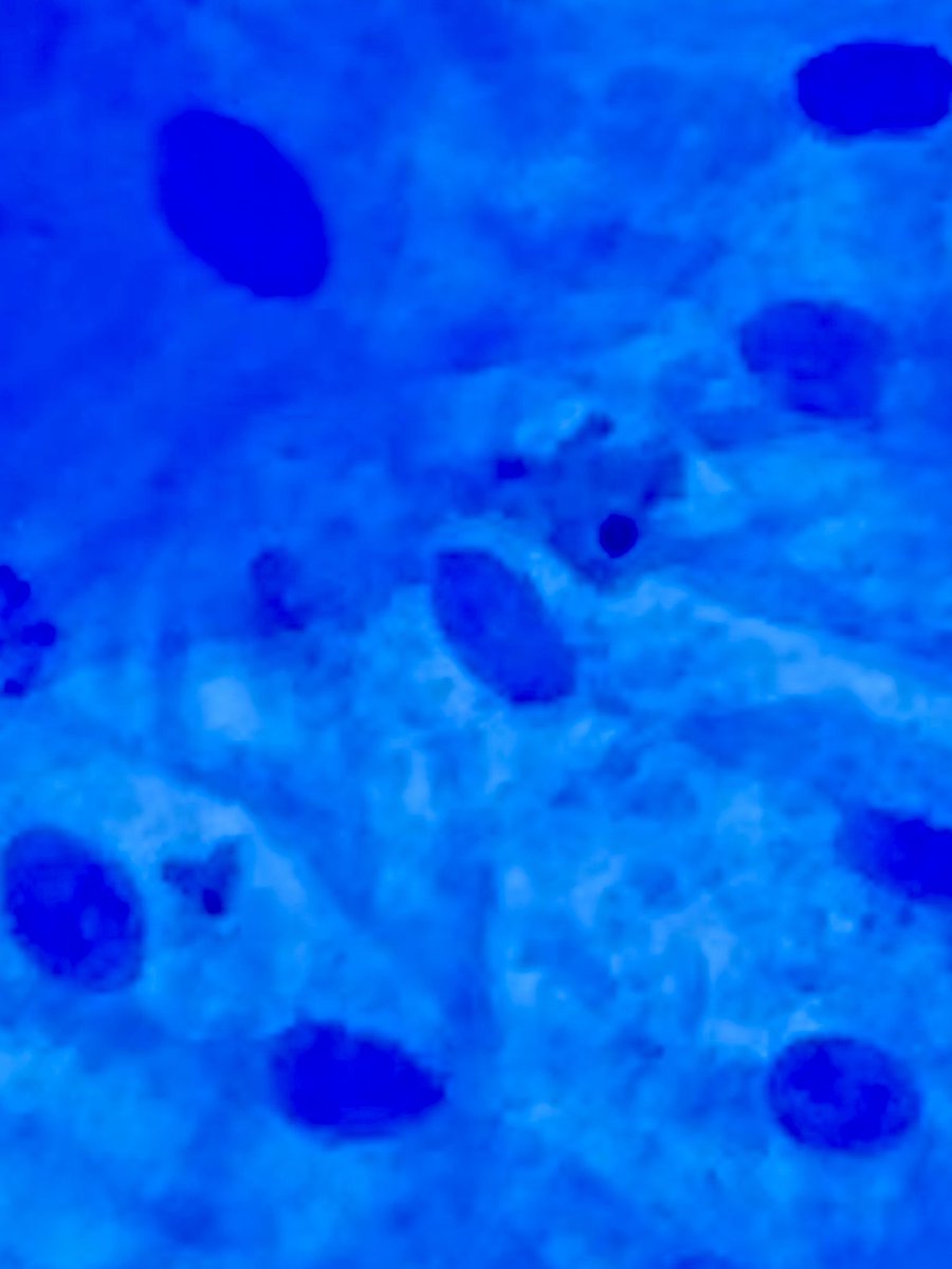 Springboro Curriculum tweet media