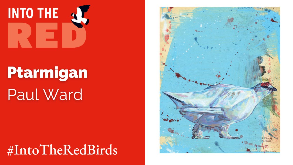 📕 Into the Red - Ptarmigan 🔴 Red-listed due to recent, severe breeding population decline. 🎨 Paul Ward is an artist who can often be found gazing up at trees and picking up insects when he's not working. #IntoTheRedBirds is available to order! 👉 bto.org/intothered