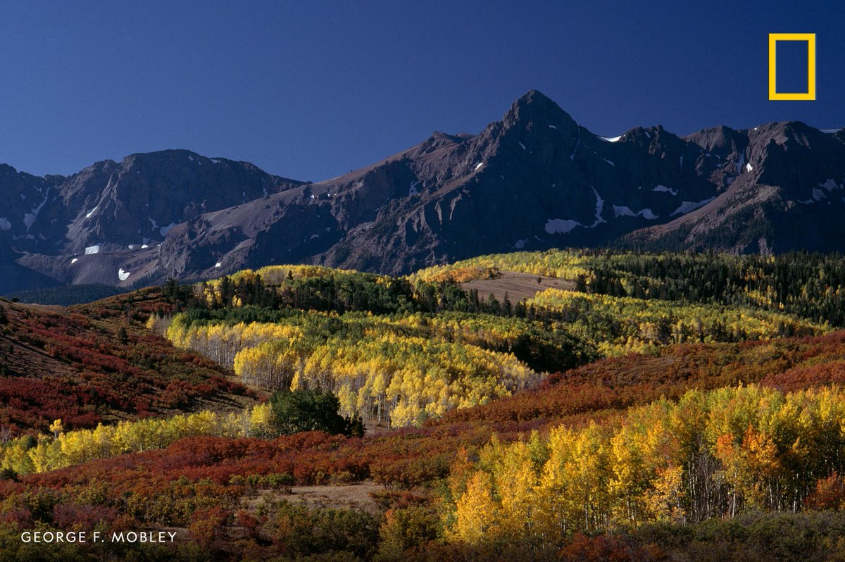 NatGeoTravel's tweet photo. Scenic autumn view of a rolling valley covered by a forest of bright gold aspen and dark green spruce in Colorado, USA. https://t.co/COW5OLyVUd