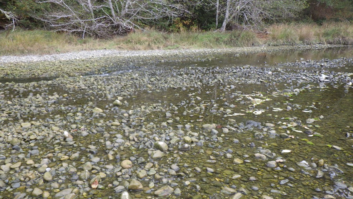 hooksum1's tweet photo. The state of our creek at home. Source of our drinking water, and spawning grounds for local populations of dog salmon and coho. https://t.co/Y3Q01pAn22