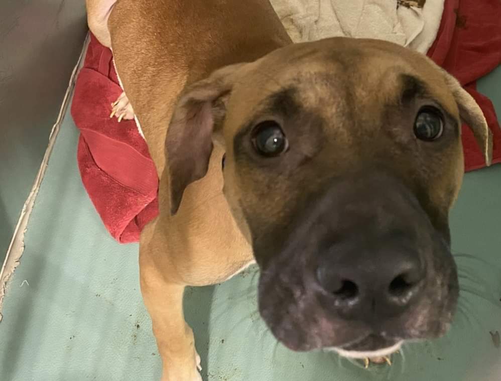 MyBoxerLuvMac1's tweet photo. 💔Rodd💔
#NYCACC #154795 9mo
▪️To Be Killed: 10/18💉
▪️Needs a hero!
Arrived w littermate, now adopted, both abandoned by owner! Sweet baby's terrified, fearful +won't walk! Underweight @ only 36 lbs, urgently needs loving, N.East #Foster, 4 security, 2 decompress #pledge
💞Rodd https://t.co/2tdJOTrACx