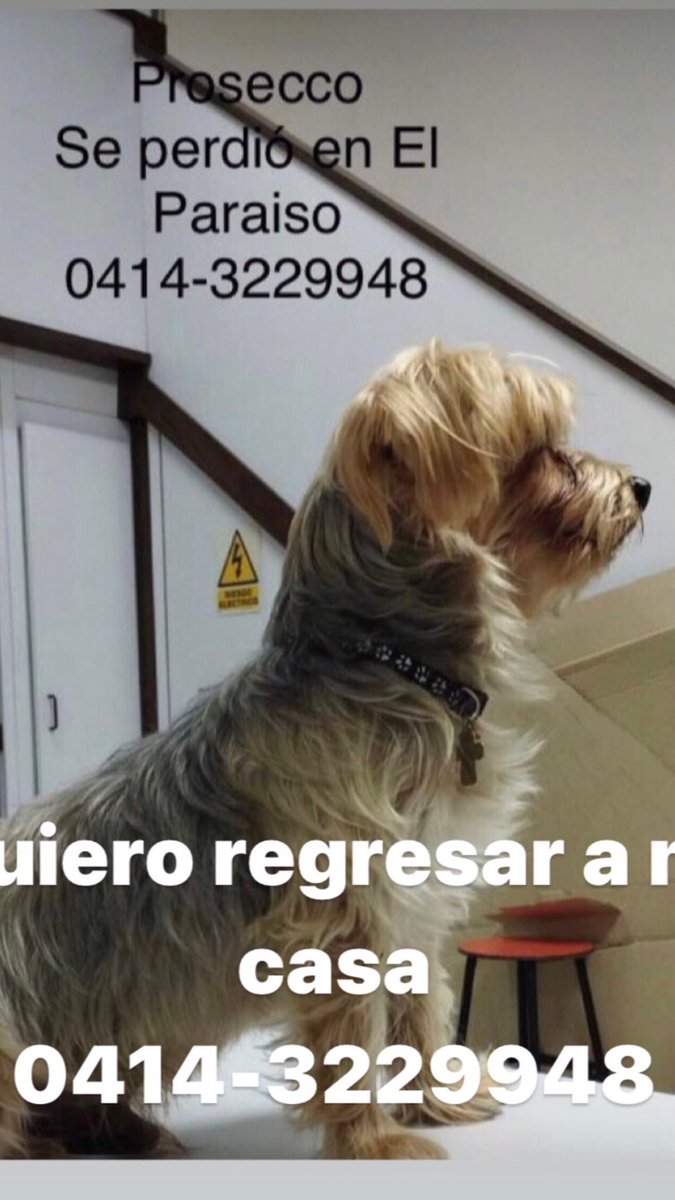 PerroUsuario's tweet photo. Su familia no deja de buscarlo, El Paraíso CARACAS RT @luisamanzella: su mamá no ha dejado de buscar a Prosecco perdido desde el jueves 13 de octubre💔 https://t.co/HaXJZZk2lo